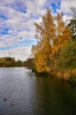 Autumn pine forest on the lake with reflection in water Royalty Free Stock Photo