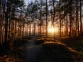 Autumn pine forest landscape at sunset Royalty Free Stock Photo