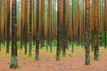 Autumn pine forest Royalty Free Stock Photo