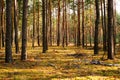 Autumn pine forest. Pine tree trunks on yellow moss in sunlight in the forest. Bright forest autumn landscape. Royalty Free Stock Photo