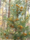 Autumn in a pine forest. A sick pine tree dressed up in golden autumn leaves. Nature in the vicinity of Petrovsk, Saratov region