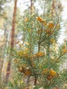 Autumn in a pine forest. A sick pine tree dressed up in golden autumn leaves. Nature in the vicinity of Petrovsk, Saratov region