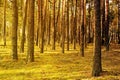 Autumn pine forest. Pine tree trunks on yellow moss in sunlight in the forest. Bright forest autumn landscape. Royalty Free Stock Photo