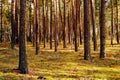 Autumn pine forest. Pine tree trunks on yellow moss in sunlight in the forest. Bright forest autumn landscape. Royalty Free Stock Photo