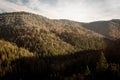 Autumn Pine trees and hills landscape in Poland. Royalty Free Stock Photo