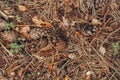 Autumn pinecones with colorful yellow red dry leaves and old pine tree needles on background