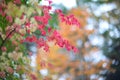 Autumn pink bush in forest