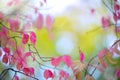 Autumn pink bush in forest