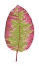 Autumn pink leaf