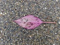 Autumn, pink purple leaf laying on a wet asphalt road