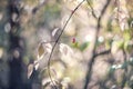 Autumn pink tender Bush of a beresklet on a Sunny day. selective focus. Art. Wallpaper.