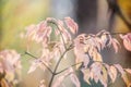 Autumn pink tender shrub of a beresklet .