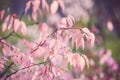 Autumn pink tender shrub of a beresklet on a Sunny day