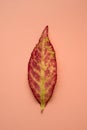 Autumn pink tree leaf with green veins Royalty Free Stock Photo