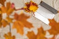 Autumn. Plaid, laptop under branch of golden maple leaf on the green grass. Concept. Top view. Royalty Free Stock Photo