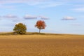 Autumn Plain Landscape