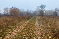 Road through a misty autumn plain