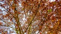Autumn: plane trees with falling leaves Royalty Free Stock Photo