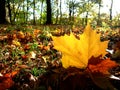 Autumn planetree leaf felt on the forest ground Royalty Free Stock Photo