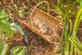 Autumn planting of hyacinth bulbs in a flower bed between hosta and daylily Royalty Free Stock Photo