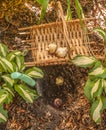 Autumn planting of hyacinth bulbs in a flower bed between hosta and daylily Royalty Free Stock Photo