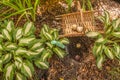 Autumn planting of hyacinth bulbs in a flower bed between hosta and daylily Royalty Free Stock Photo