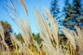 Autumn plants, close-up, blurred background. Dry grass against blue sky. Abstract natural background Royalty Free Stock Photo