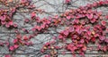 Autumn plants on the old wall Royalty Free Stock Photo