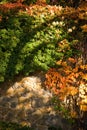 Autumn plants