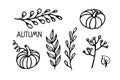 Autumn plants vector set. Linear black and white doodle sketch. Pumpkins, leaves, branches, berries.Hand drawn design