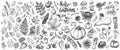 Autumn plants vector sketches. Hand drawn set of harvest, leaves and seasonal fall flowers.