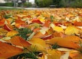 autumn, play of colors, France Royalty Free Stock Photo