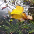 Autumn play in a puddle