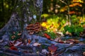 Autumn in Plitvice Jezera Lakes Park, Croatia