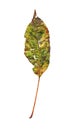 Autumn plum leaf. Leaf of plum isolated on a white background.