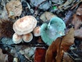 Autumn - poisoned mushrooms