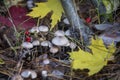 In the autumn, poisonous toadstool mushrooms in the forest