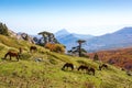 Autumn in Pollino National Park, southern Italy.  View from Serra Di Crispo Royalty Free Stock Photo