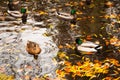 Autumn pond covered with beautiful yellow and orange leaves. Cute ducks swim in the pond