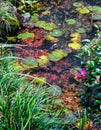 Autumn pond at Japanese garden Royalty Free Stock Photo