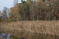 Autumn pond landscape with forest in background Royalty Free Stock Photo