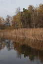 Autumn pond landscape with forest in background Royalty Free Stock Photo