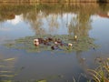 Autumn pond overgrown with reeds with water lilies and autumn sky reflected in the water Royalty Free Stock Photo