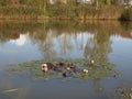 Autumn pond overgrown with reeds with water lilies and autumn sky reflected in the water