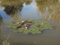 Autumn pond overgrown with reeds with water lilies and autumn sky reflected in the water Royalty Free Stock Photo