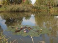 Autumn pond overgrown with reeds with water lilies and autumn sky reflected in the water Royalty Free Stock Photo