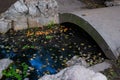 Autumn pond among stones and rocks with light small bridge. The water reflects blue sky. Fallen yellow green leaves and red apples Royalty Free Stock Photo