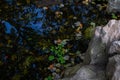 Autumn pond among textured white stones. Yellow orange red apples and fallen green leaves in water. Blue sky and trees Royalty Free Stock Photo