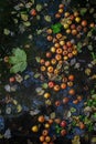 Autumn pond with yellow orange red apples and fallen leaves. Blue sky and trees reflected in water.