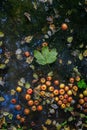 Autumn pond with yellow orange red apples and fallen leaves. Green maple leaf. Blue sky and trees reflected in water. Garden